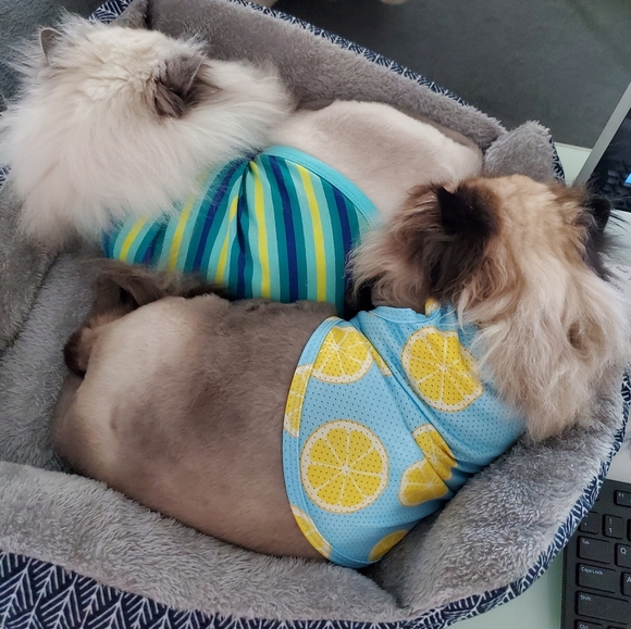 Ambrosius and Truffles - Picture 3 of 14